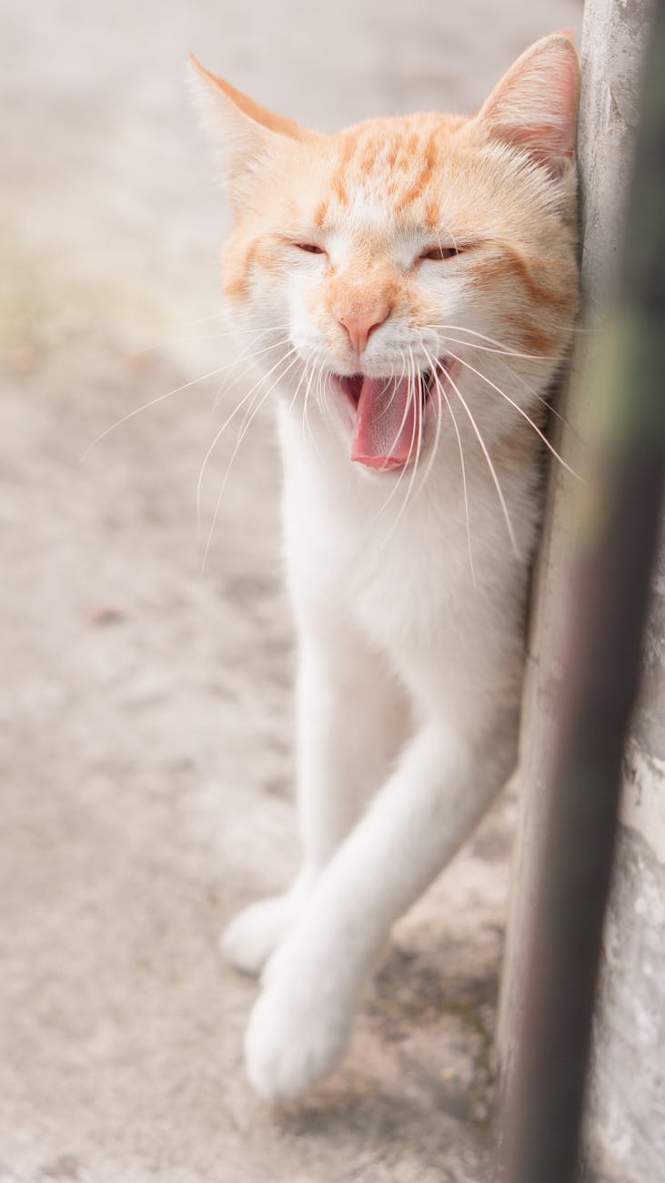 @dış mekan, açık hava, alımlı içeren Ücretsiz stok fotoğraf