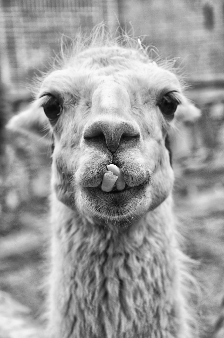 ahır, Alarm, alpaka içeren Ücretsiz stok fotoğraf